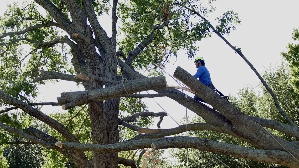 Professional Crown Thinning performed by certified arborists in Elkhorn